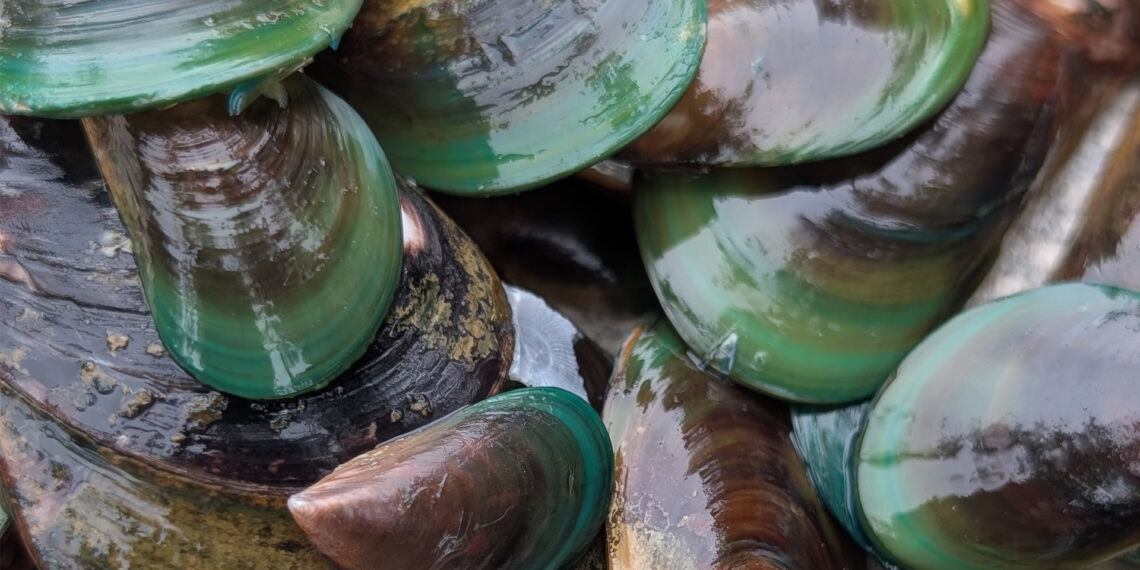 Invasive Asian green mussels (Photo courtesy of Jennifer Comeau)