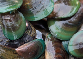 Invasive Asian green mussels (Photo courtesy of Jennifer Comeau)