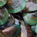 Invasive Asian green mussels (Photo courtesy of Jennifer Comeau)