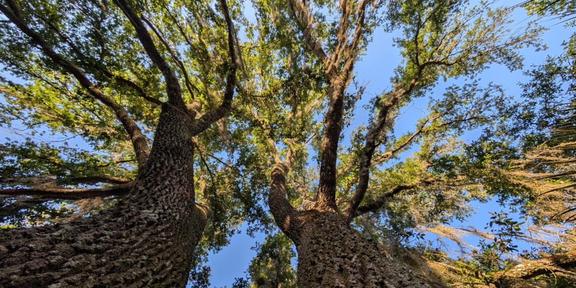 Live oaks in Joseph Bonasia's yard (Joseph Bonasia photo)