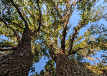 Live oaks in Joseph Bonasia's yard (Joseph Bonasia photo)