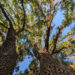 Live oaks in Joseph Bonasia's yard (Joseph Bonasia photo)