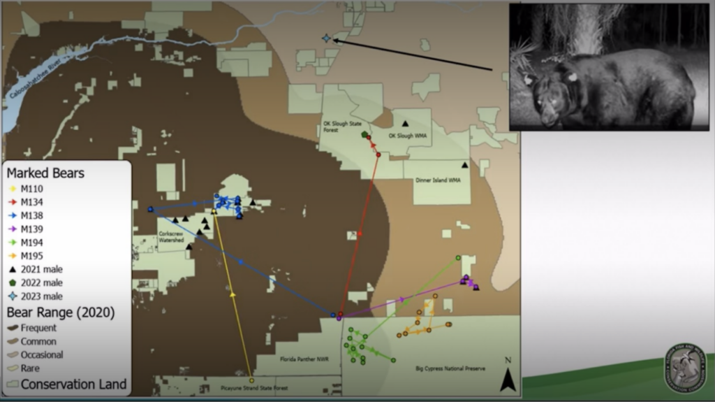 A map using bear-tracking data from a project started in 2021, which was presented in a September 2025 annual report. (Credit: FWC)