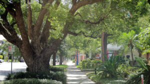 Trees shade a street in St. Petersburg (iStock image)