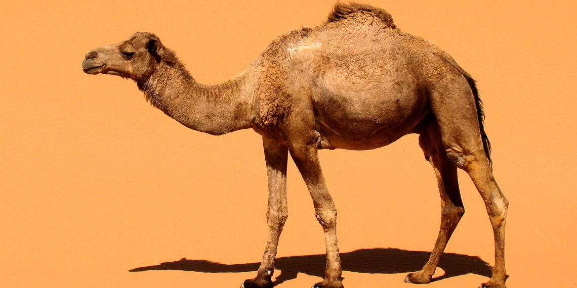 A camel in Morocco (Bjørn Christian Tørrissen, CC BY-SA 3.0, via Wikimedia Commons)