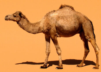 A camel in Morocco (Bjørn Christian Tørrissen, CC BY-SA 3.0, via Wikimedia Commons)