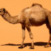 A camel in Morocco (Bjørn Christian Tørrissen, CC BY-SA 3.0, via Wikimedia Commons)