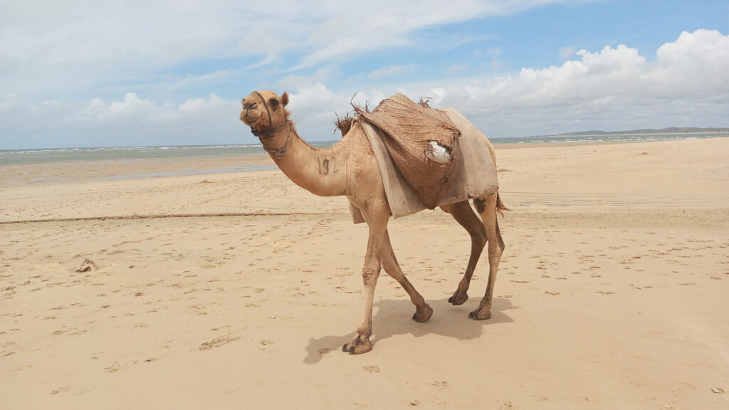 Camels are desert animals that can withstand long periods of drought. (Khalifa2023, CC BY-SA 4.0, via Wikimedia Commons)