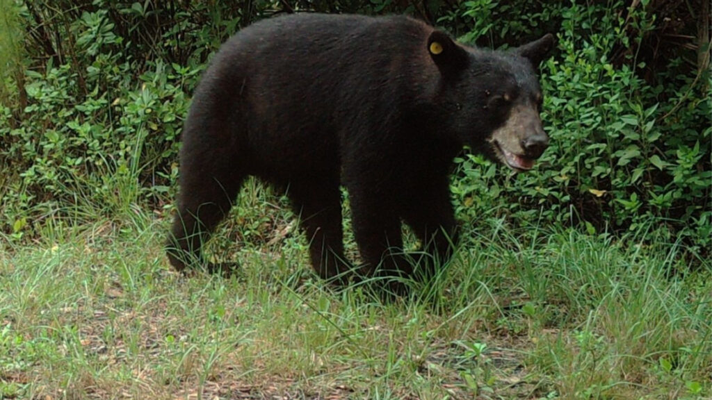 “Mory,” also known as M134, is a young male black bear being tracked by the Florida Fish and Wildlife Conservation Commission. (Credit: FWC)