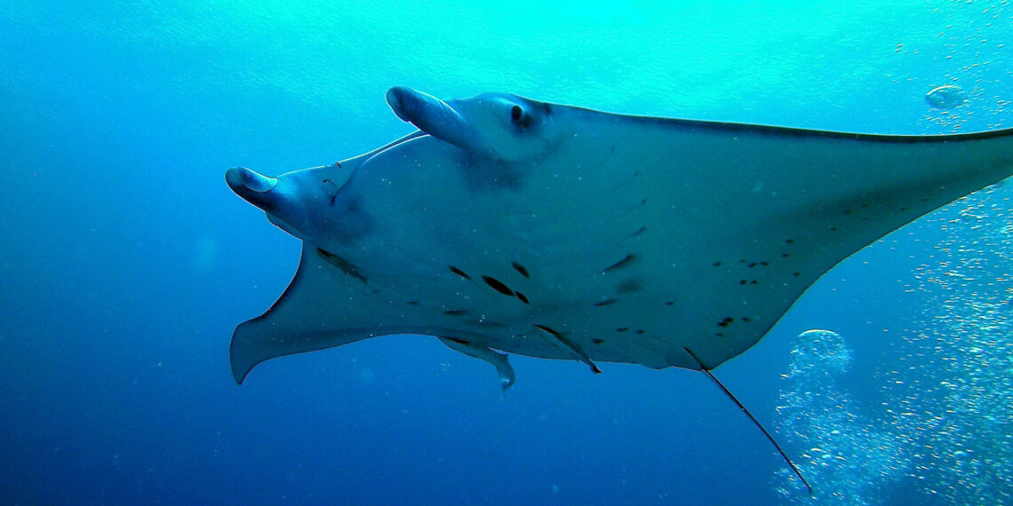 A giant manta ray (amanderson2, CC BY 2.0, via Wikimedia Commons)