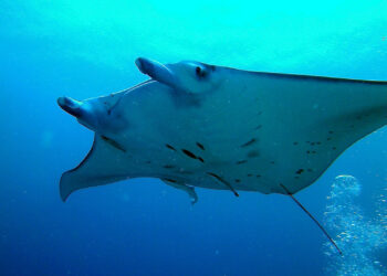 A giant manta ray (amanderson2, CC BY 2.0, via Wikimedia Commons)
