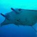 A giant manta ray (amanderson2, CC BY 2.0, via Wikimedia Commons)