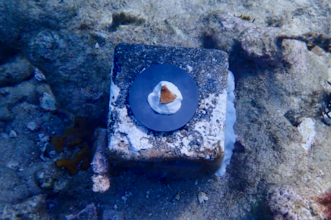 This project aims to generate data on how new genetic backgrounds affect elkhorn coral survival in the wild and inform restoration strategies. (University of Miami)