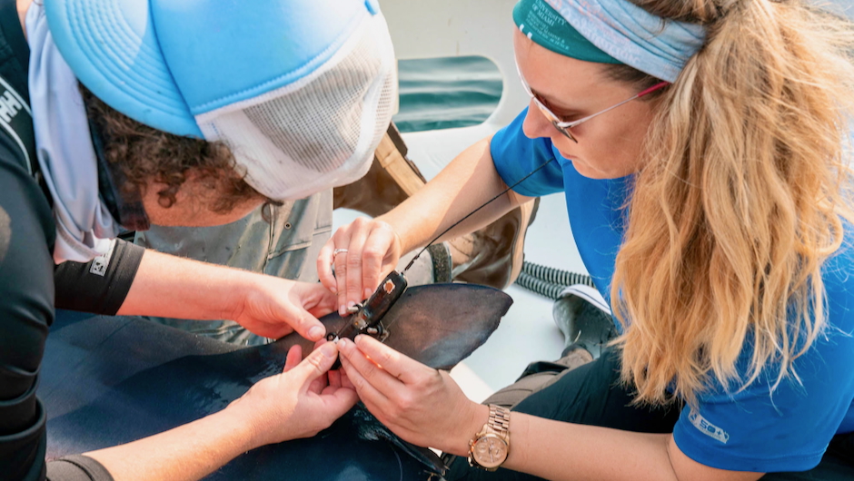 Scientists Neil Hammerschlag and Laura McDonnell attach a satellite tag to one of 18 blue sharks that transmitted location, temperature, and depth data. (Image: Nola Schoder)