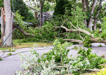 Tree limbs know down power lines due to a tropical storm (iStock image)