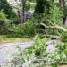 Tree limbs know down power lines due to a tropical storm (iStock image)