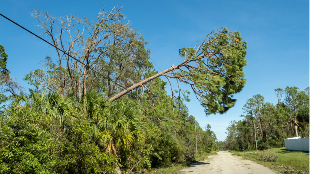 A tree falls on a power line in Florida due to Hurricane Ian (iStock image)
