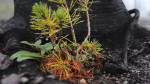A whitebark pine seedling grows in soil and deteriorating wood blackened by fire in Glacier National Park, Montana, in 2019. (Chip Somodevilla/Getty Images)