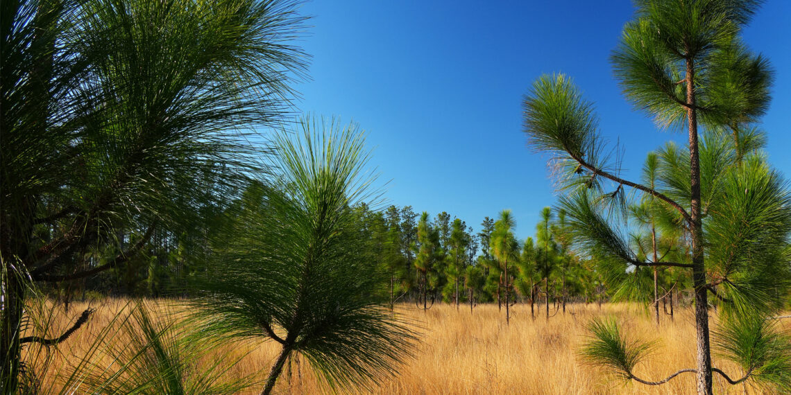 A longleaf pine ecosystem in Falling Waters State Park (iStock image)