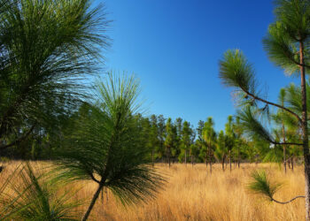 A longleaf pine ecosystem in Falling Waters State Park (iStock image)
