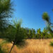 A longleaf pine ecosystem in Falling Waters State Park (iStock image)