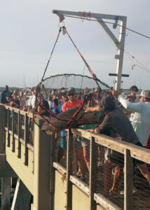 Bowser, a 172-pound loggerhead sea turtle hooked on a fishing line, is brought into the Navarre Beach Fishing Pier for rescue on June 7. (Credit: Dennis Pillion/Inside Climate News)