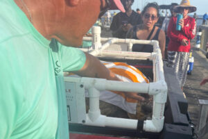 Volunteers with the Navarre Beach Sea Turtle Conservation Center take care of the rescued loggerhead sea turtle. (Credit: Dennis Pillion/Inside Climate News)