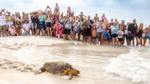 People gather to watch a public turtle release on May 7 at Inlet Beach in Santa Rosa Beach, Fla. (Credit: Gulfarium CARE Center)