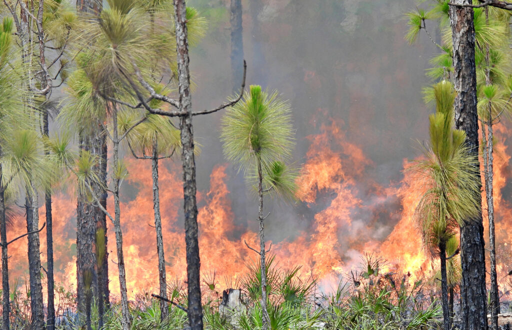 Prescribed fire is used to manage and restore longleaf pine ecosystems in Florida. (iStock image)
