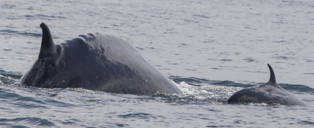 A Rice's whale and calf (Dias et al., CC0, via Wikimedia Commons)