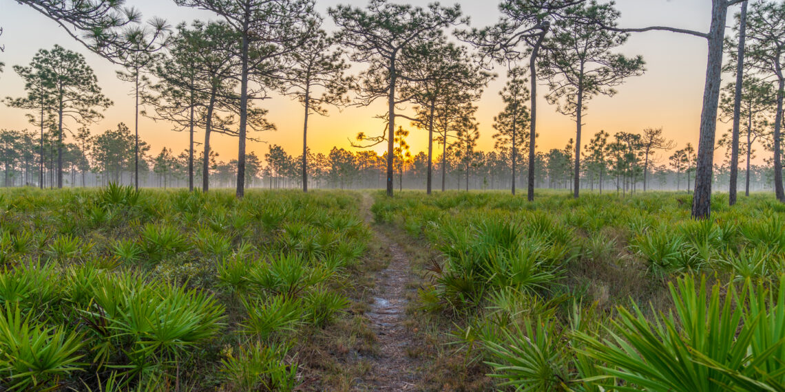 A sunrise hike at the Triple N Wildlife Management Area in Central Florida (IStock image)