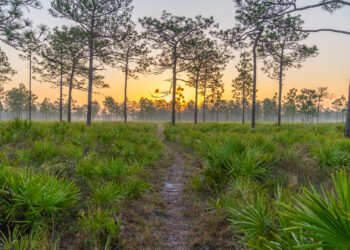 A sunrise hike at the Triple N Wildlife Management Area in Central Florida (IStock image)