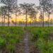A sunrise hike at the Triple N Wildlife Management Area in Central Florida (IStock image)