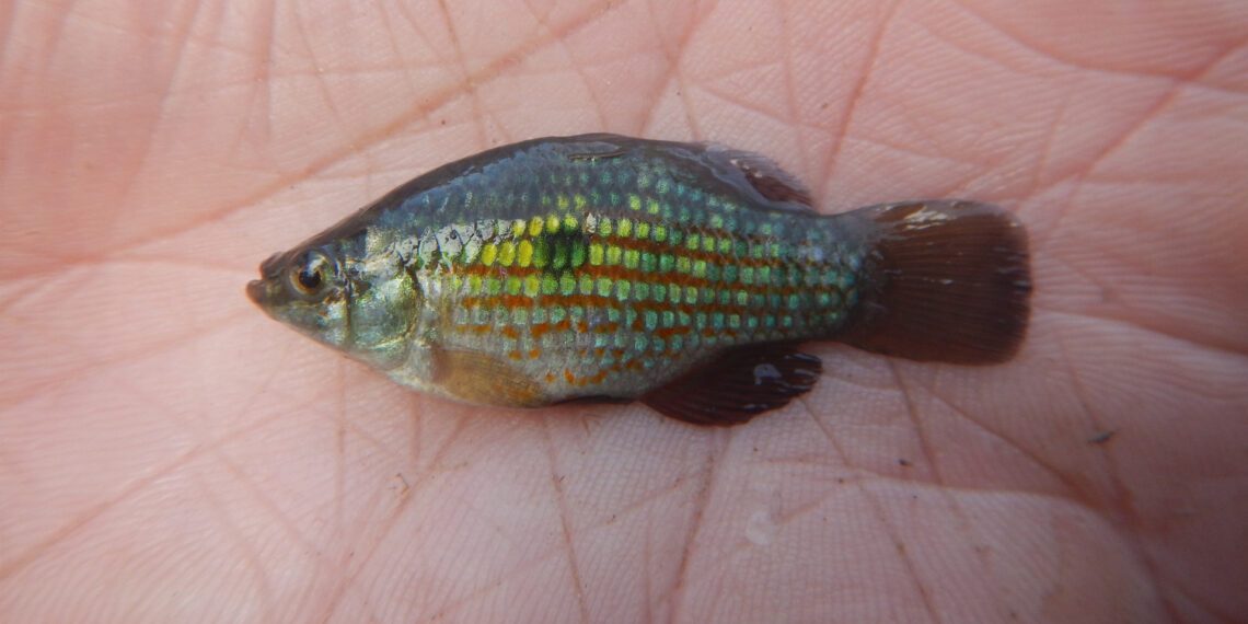 An American flagfish (Credit: Stocking Savvy)