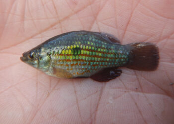 An American flagfish (Credit: Stocking Savvy)