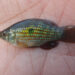 An American flagfish (Credit: Stocking Savvy)