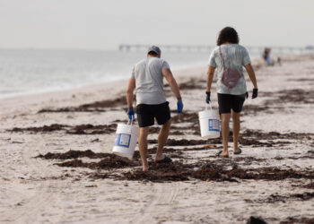More than 1,800 people took part in 83 free events during Florida Climate Week, including both virtual sessions and in-person events such as a beach cleanup. (Photo credit: JC Campos)