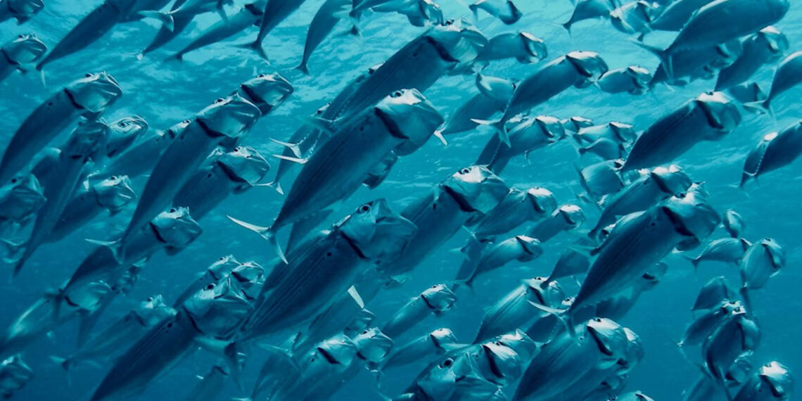 As ocean temperatures rise during El Niño, fish can find themselves in hot water. (Geoff Trodd/Unsplash)