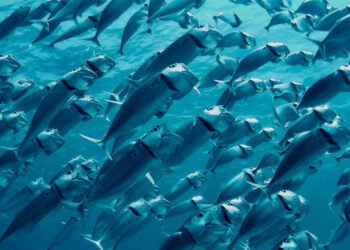 As ocean temperatures rise during El Niño, fish can find themselves in hot water. (Geoff Trodd/Unsplash)