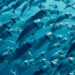 As ocean temperatures rise during El Niño, fish can find themselves in hot water. (Geoff Trodd/Unsplash)