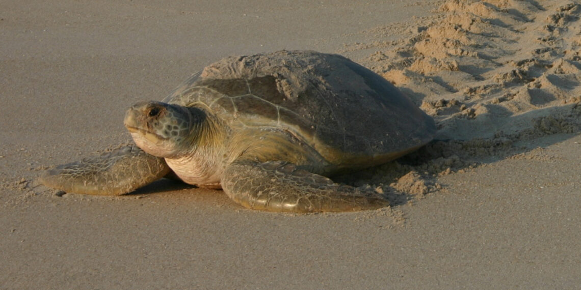 A green sea turtle on a beach (FWC photo by Blair Witherington, CC BY-ND 2.0, via flickr)