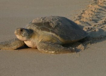 A green sea turtle on a beach (FWC photo by Blair Witherington, CC BY-ND 2.0, via flickr)