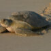 A green sea turtle on a beach (FWC photo by Blair Witherington, CC BY-ND 2.0, via flickr)