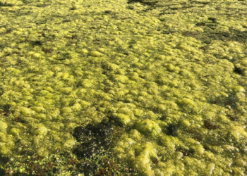 Blue-green algae in Lake Munson in April 2022. (Credit: Terry Ryan)