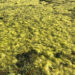 Blue-green algae in Lake Munson in April 2022. (Credit: Terry Ryan)