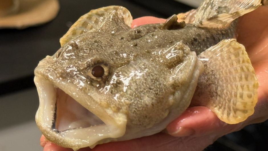 Toadfish (Opsanus beta). (Image: Diana Udel)