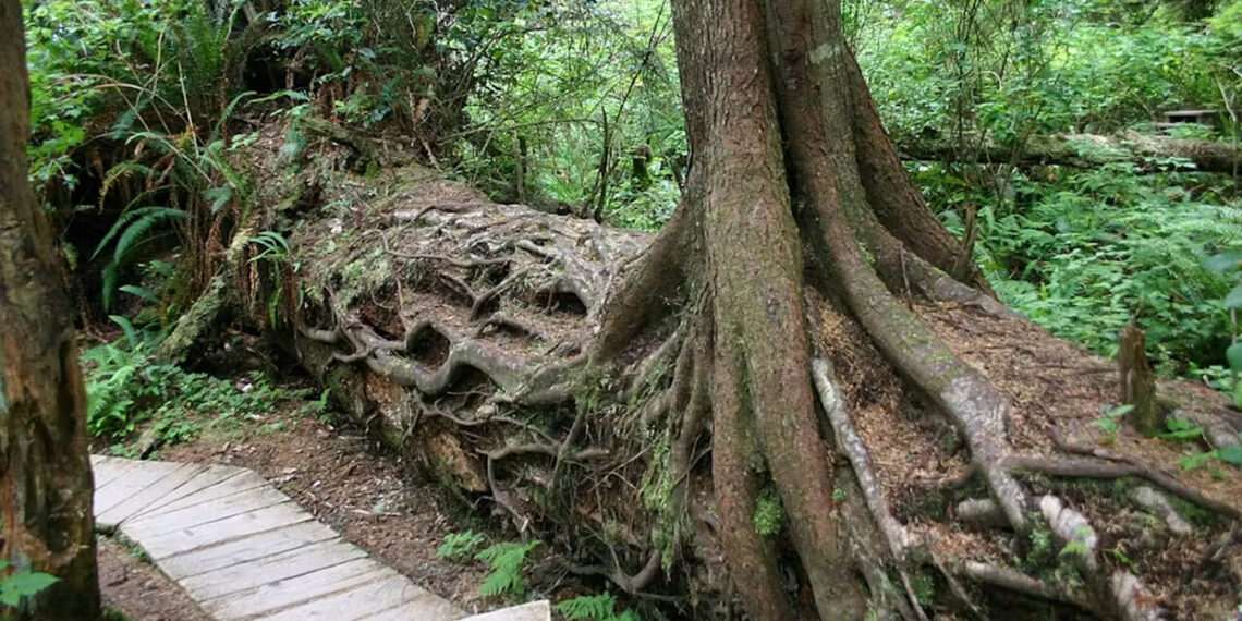 A fallen log serves as a nursery for a new hemlock tree in British Columbia, Canada, hence the nicknames nursery log or nurse log. Seeds often struggle to establish themselves on the ground, but decaying trees provide soft, nutrient-rich environments with less competition or risk from soil fungus. (Wing-Chi Poon, CC BY-SA)