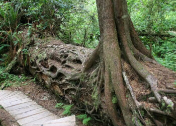 A fallen log serves as a nursery for a new hemlock tree in British Columbia, Canada, hence the nicknames nursery log or nurse log. Seeds often struggle to establish themselves on the ground, but decaying trees provide soft, nutrient-rich environments with less competition or risk from soil fungus. (Wing-Chi Poon, CC BY-SA)