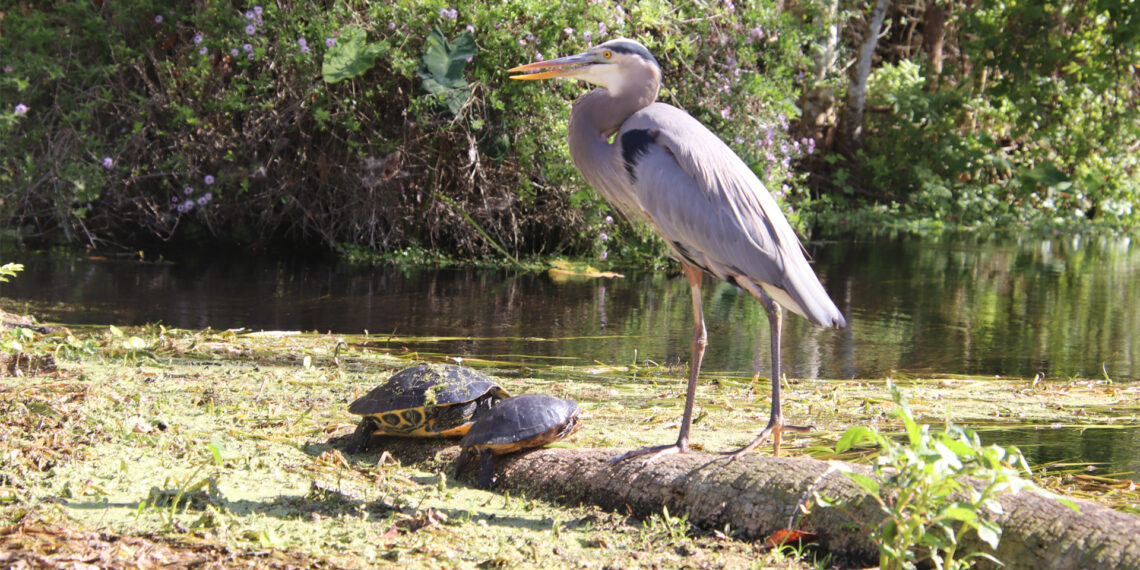 Wildlife at Silver Springs State Park (iStock image)