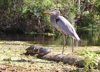 Wildlife at Silver Springs State Park (iStock image)